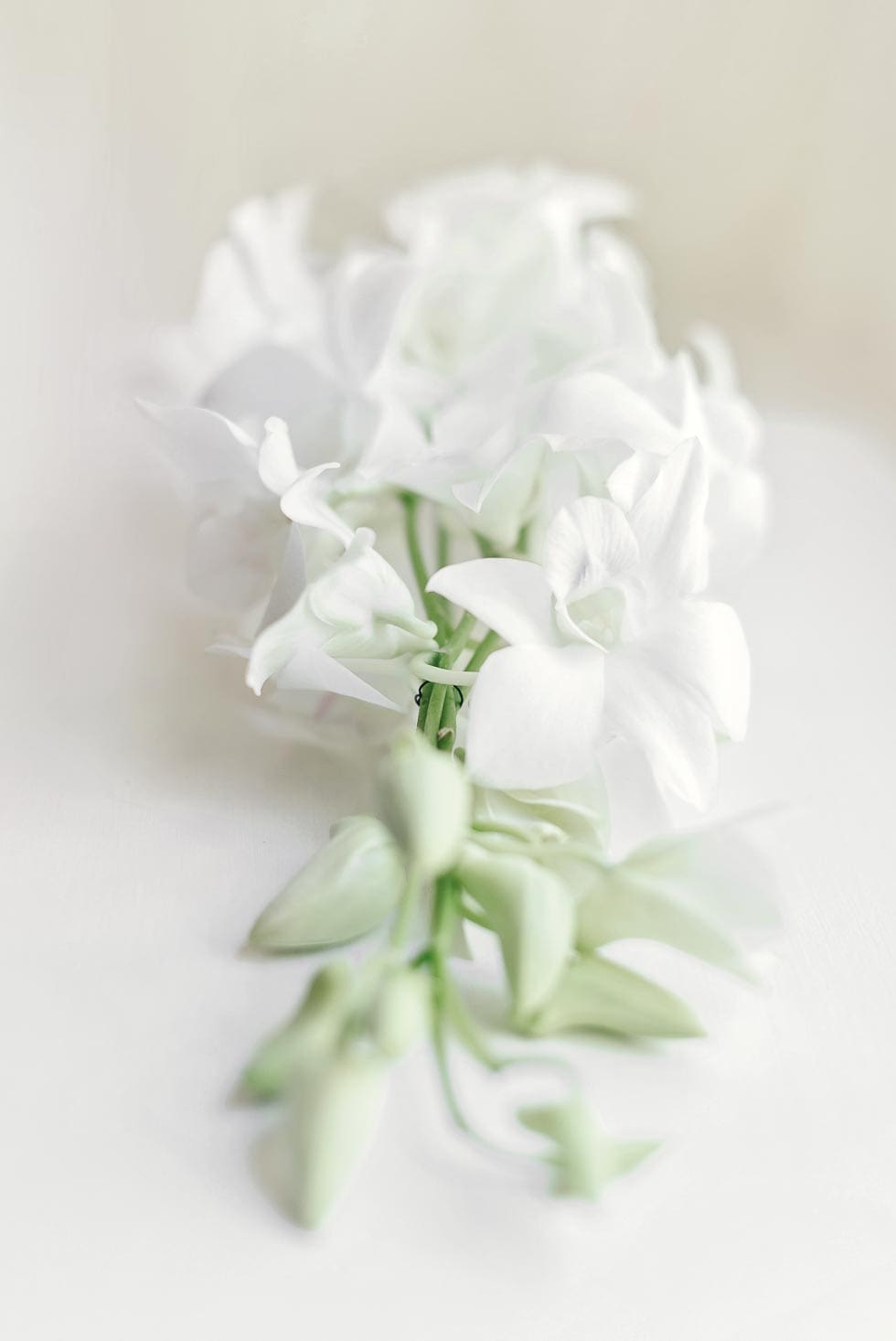 Anstecker Blumen Weiß