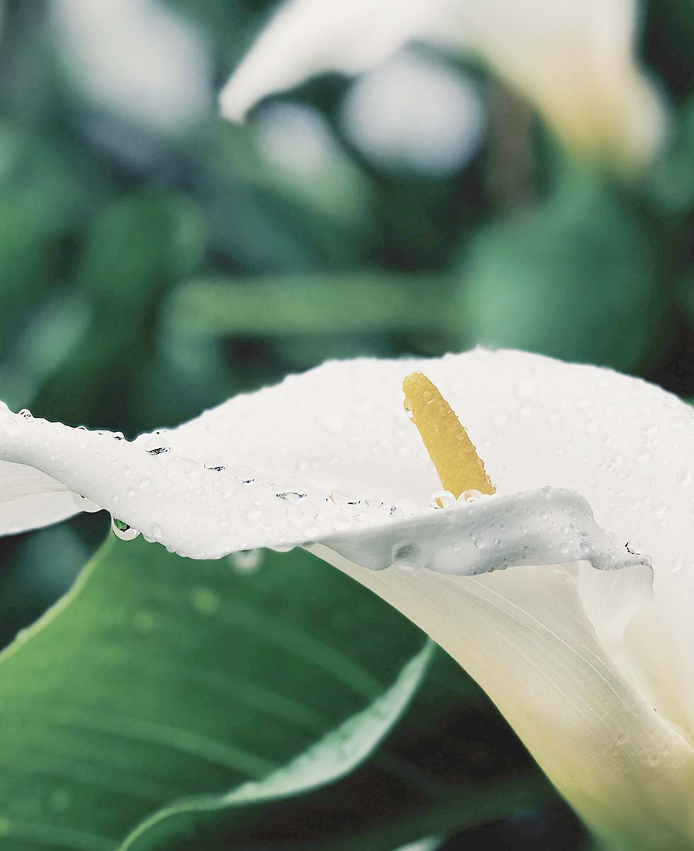 Hochzeitsblumen Calla