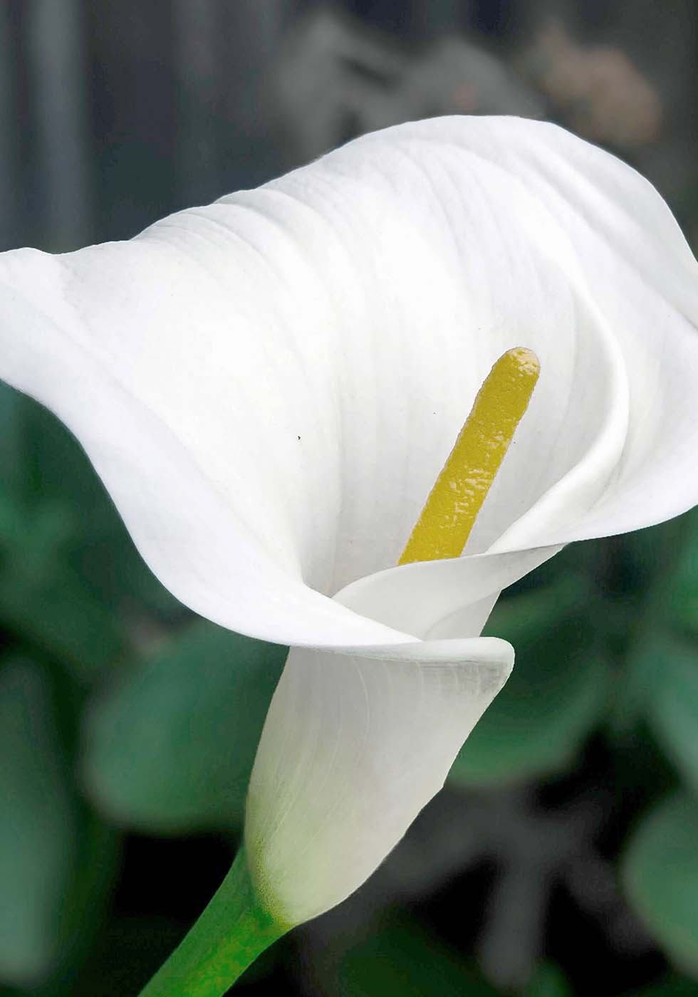 Hochzeitsblumen Calla