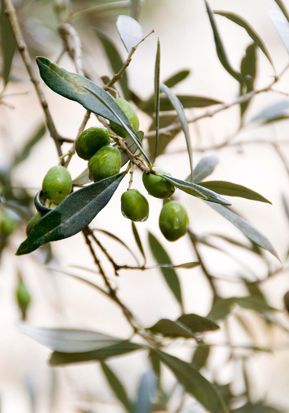 Olivenzweige