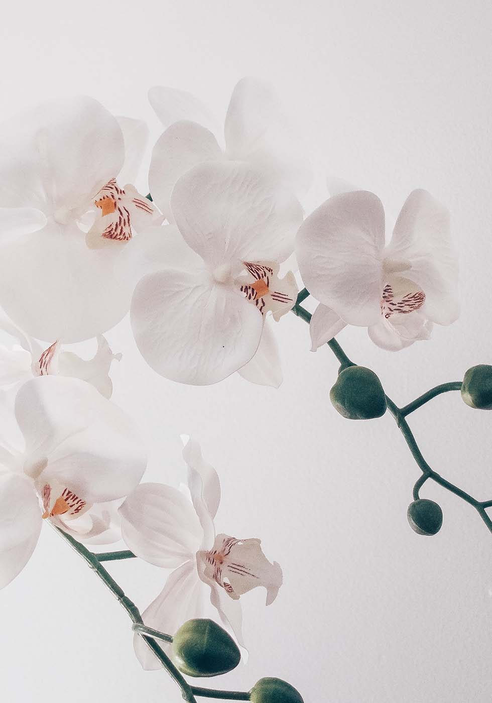Hochzeitsblumen Orchidee