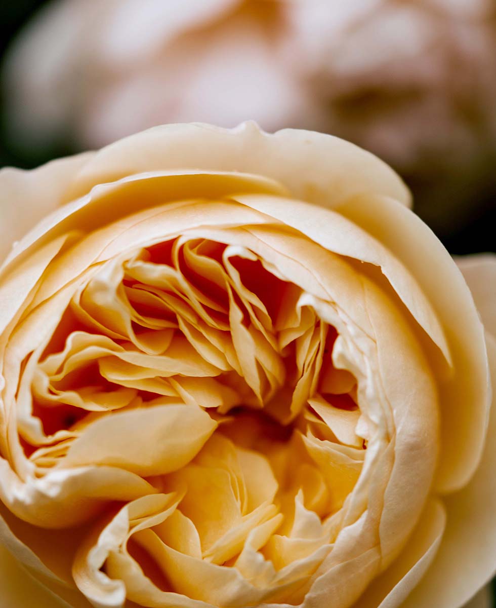 Hochzeitsblumen Rosen