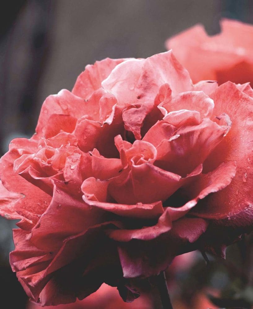 Hochzeitsblumen Rosen