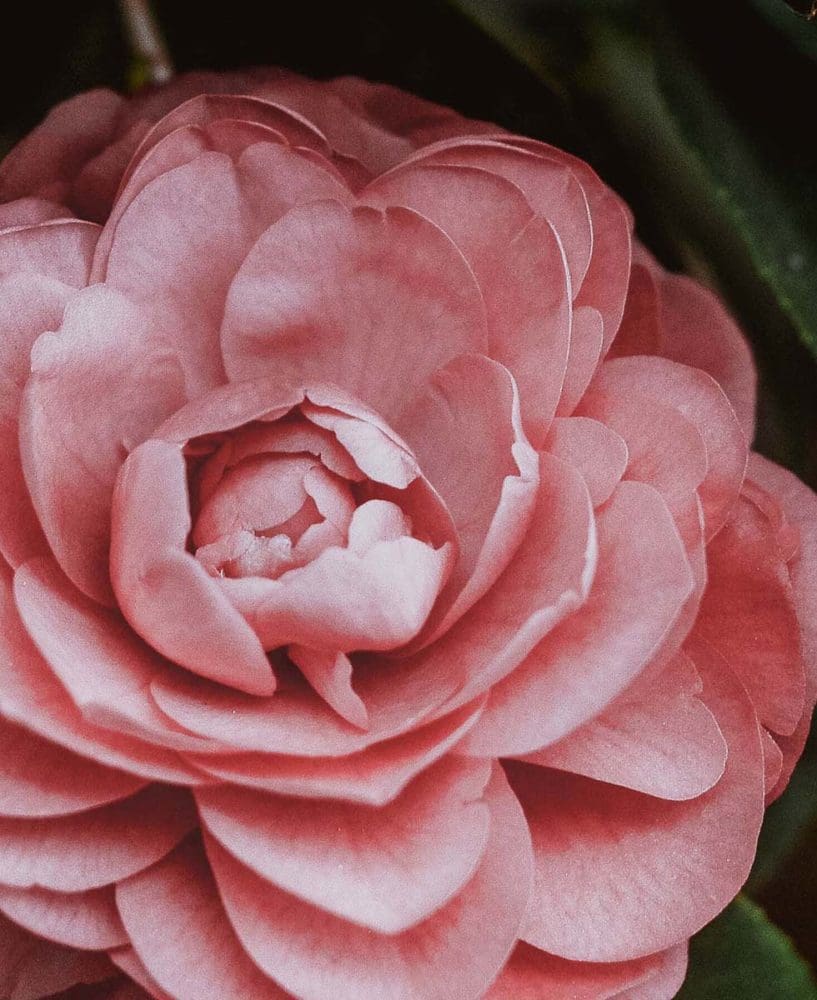 Hochzeitsblumen Rosen