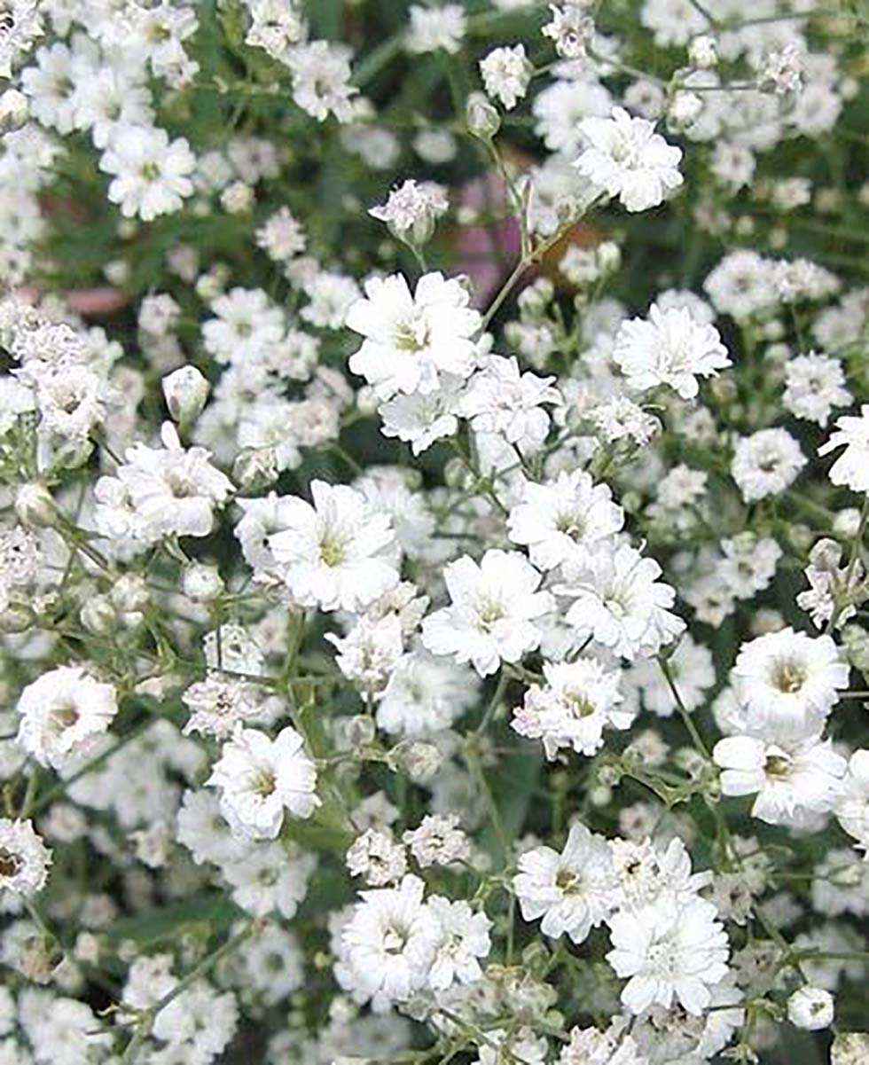 Hochzeitsblumen Schleierkraut