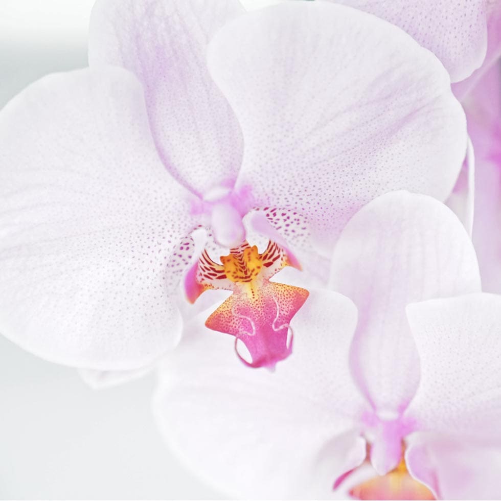 Orchideenhochzeit gedicht hochzeitstag 17 Glückwünsche Rubinhochzeit