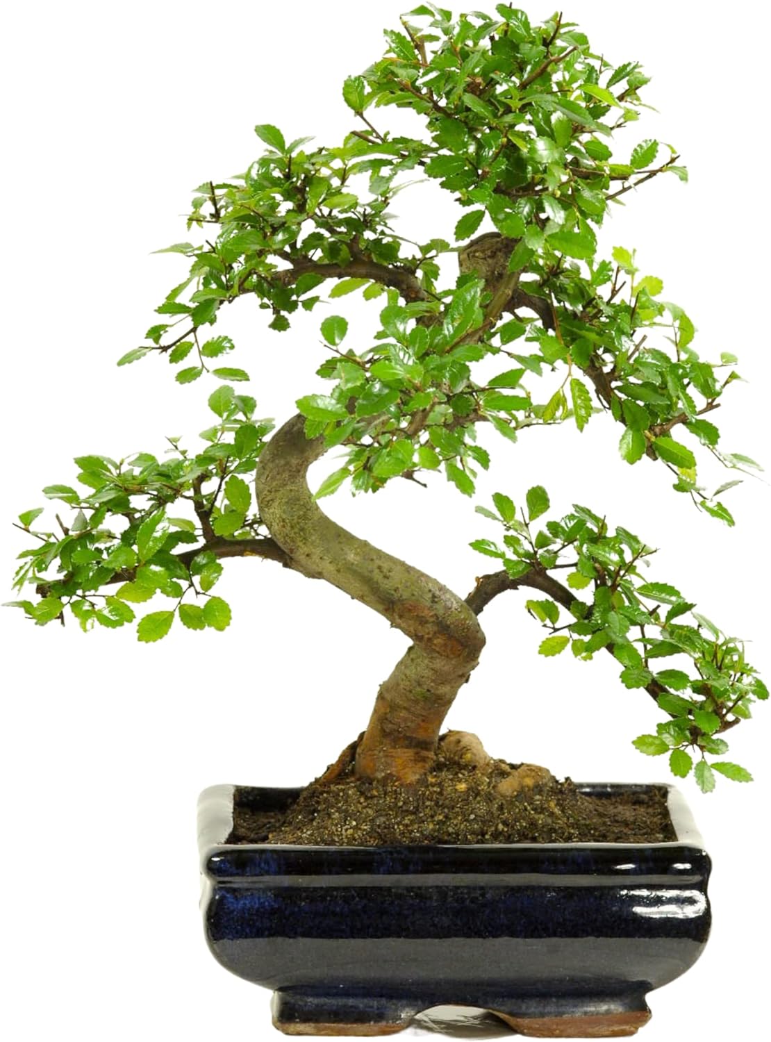 Bonsai Hochzeitsbaum